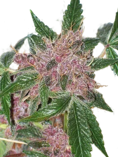 Cherries Jubilee