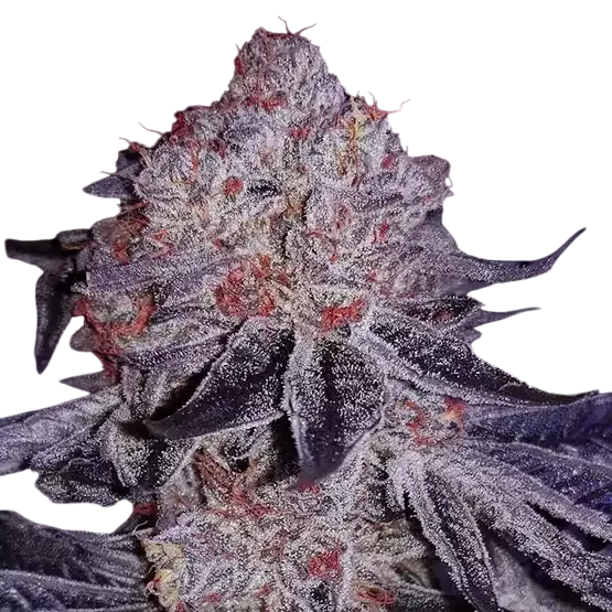 Cherry Gar-See-Ya R1 | PHOTOFEM | Ethos Genetics