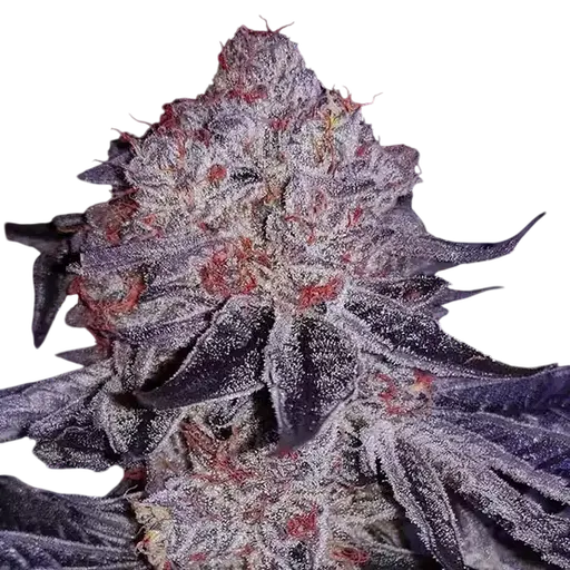 Cherry Gar-See-Ya R1