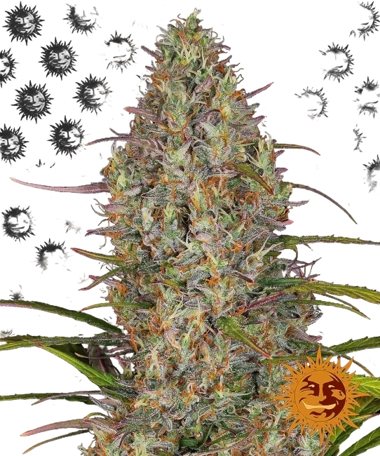 Glue Gelato Auto – Produktansicht