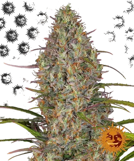 Glue Gelato
