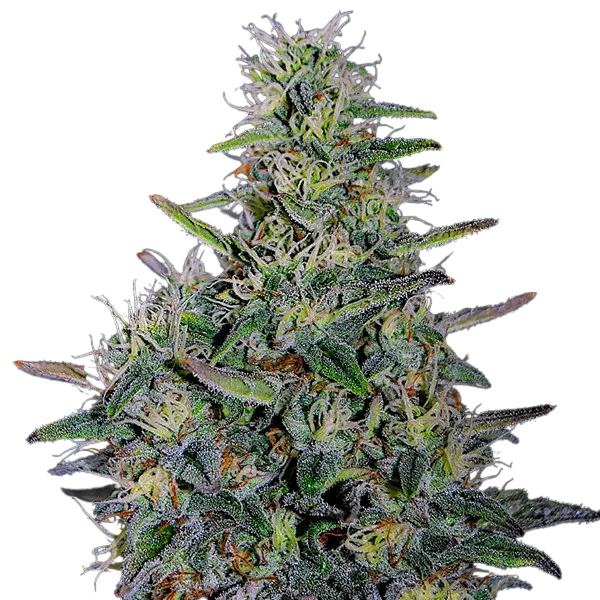 Cherry Pavlova | PHOTOFEM | G13 Labs