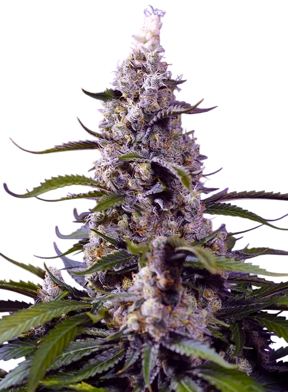 Banana Cream Cake XL Auto – Produktansicht