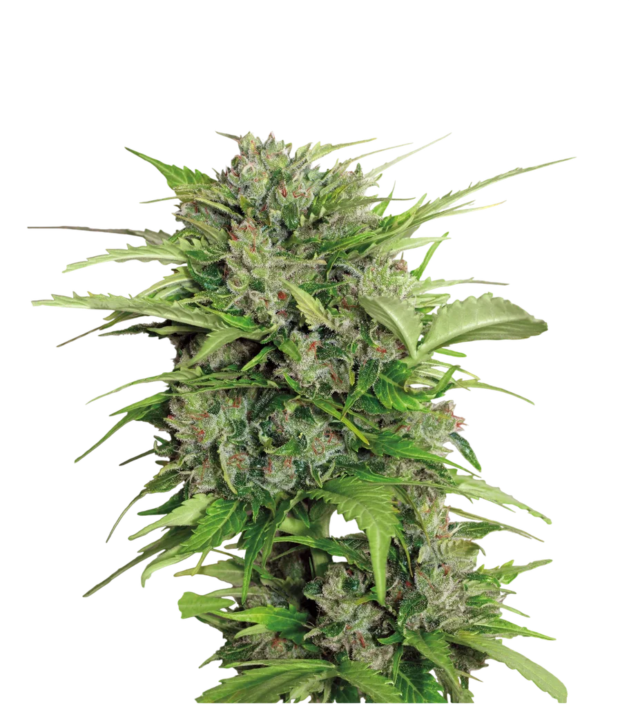 AK-47 Auto – Produktansicht