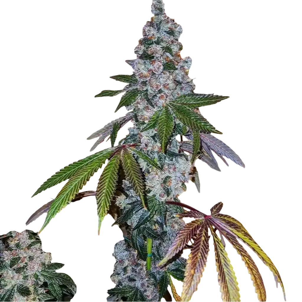 Cherry Pie OG S1 | PHOTOFEM | Ethos Genetics