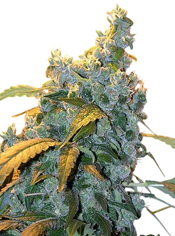 Chronic | PHOTOREG | Serious Seeds