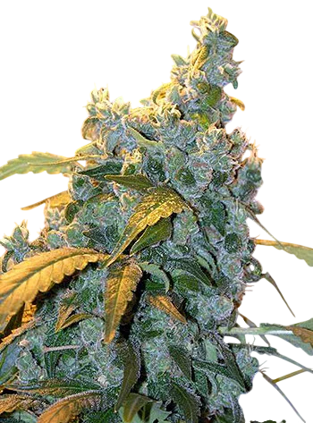 Chronic | PHOTOREG | Serious Seeds