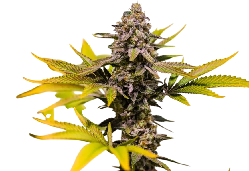Cinderella 99 | PHOTOREG | Brothers Grimm Seeds
