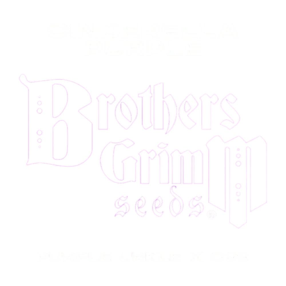 Cinderella Purple – Produktansicht