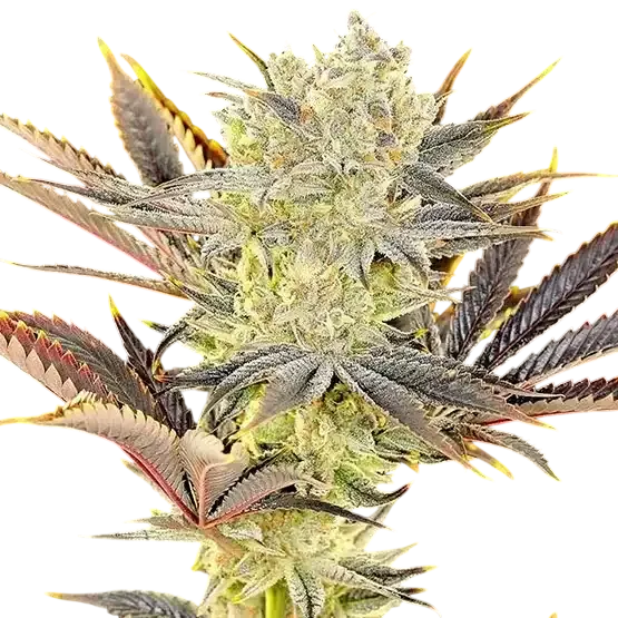 Citradelic Sunset | PHOTOFEM | Ethos Genetics