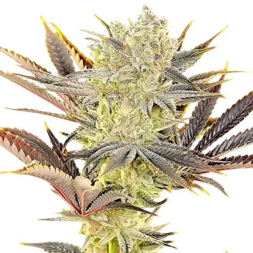 Citradelic Sunset