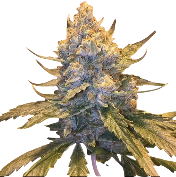 Cocoa OG – Produktansicht