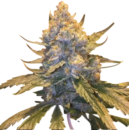 Cocoa OG