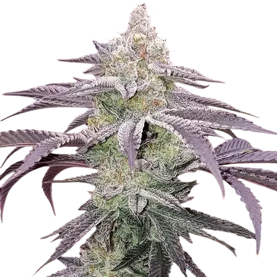 Colin OG RBX | PHOTOFEM | Ethos Genetics