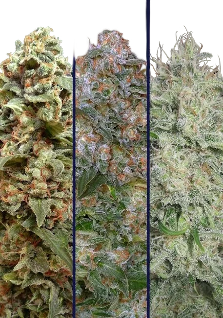 Collection #10 | PHOTOFEM | Advanced Seeds