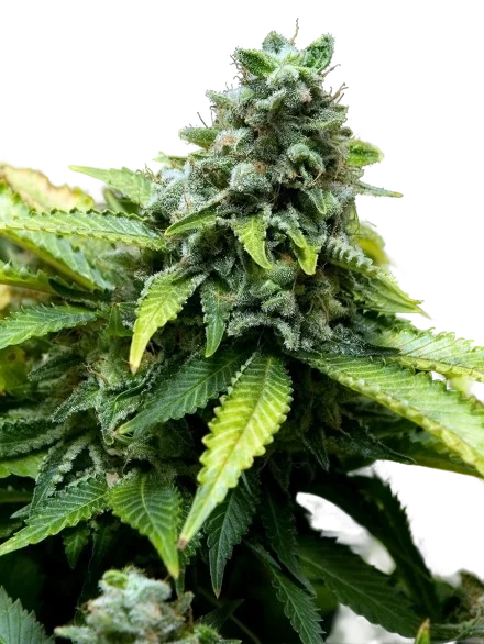 Collection #3 | PHOTOFEM | Advanced Seeds