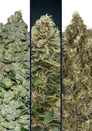 Collection #6 Auto