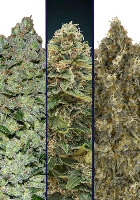 Collection #7 Auto – Produktansicht