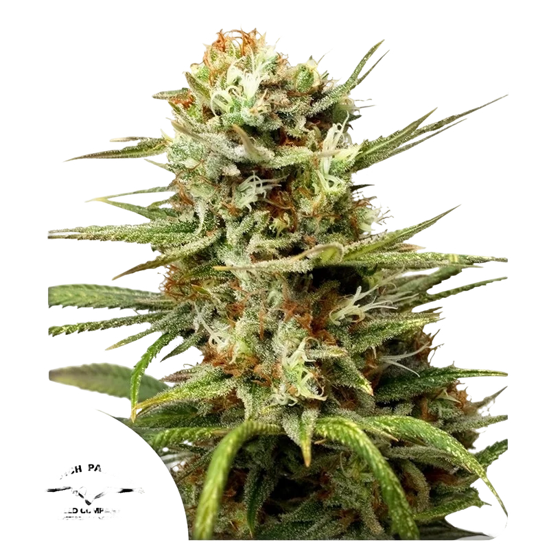 White Widow Auto – Produktansicht