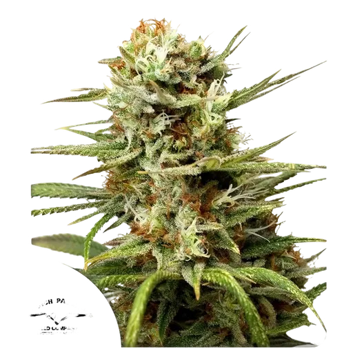 White Widow Auto | AUTOFEM | Dutch Passion