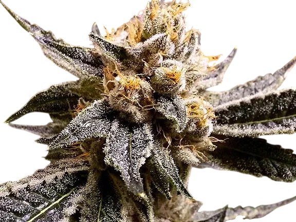 Confidential Purp – Produktansicht