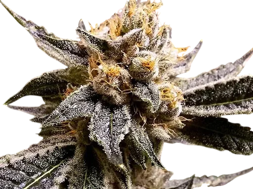 Confidential Purp