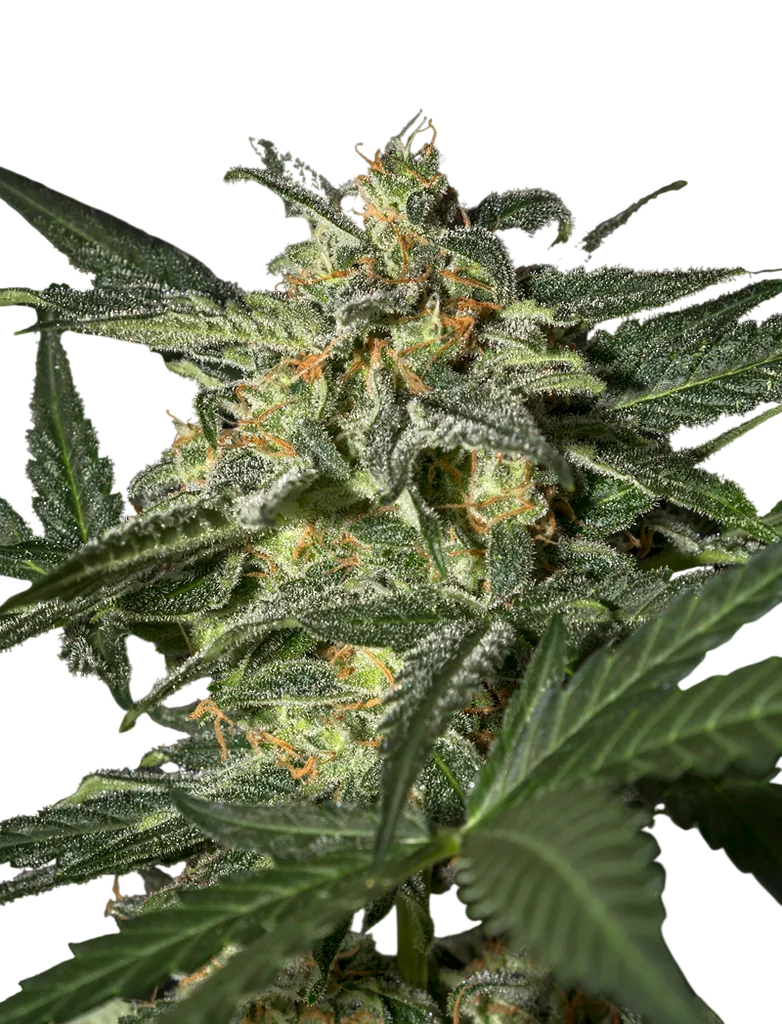 White Widow Auto | AUTOFEM | Greenhouse Seed Co.