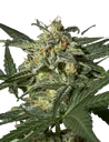 White Widow Auto | AUTOFEM | Greenhouse Seed Co.