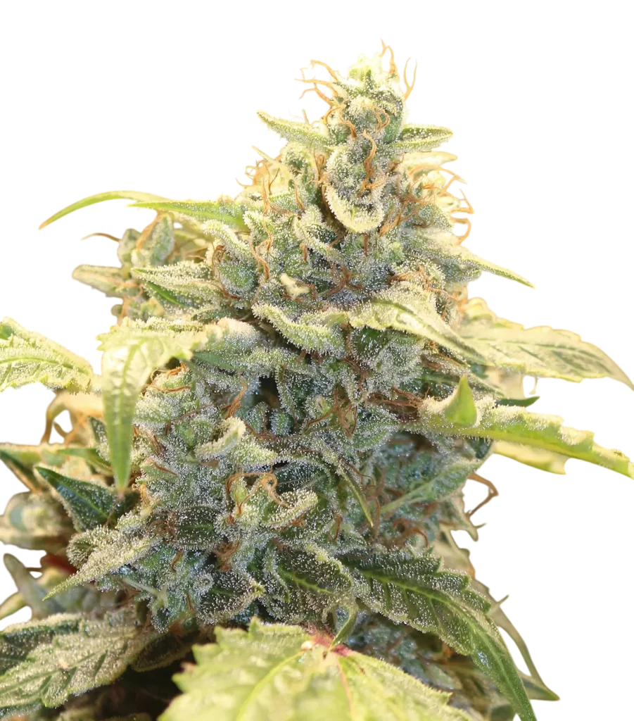 Creme-Tasmo Auto – Produktansicht