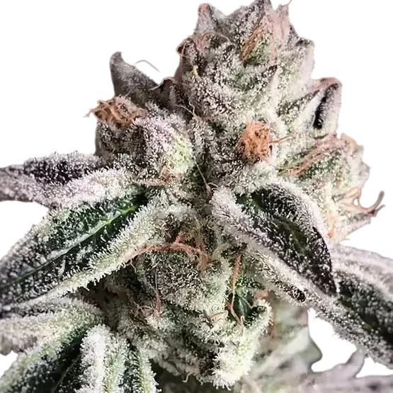 Crescendo RBX1 | PHOTOFEM | Ethos Genetics