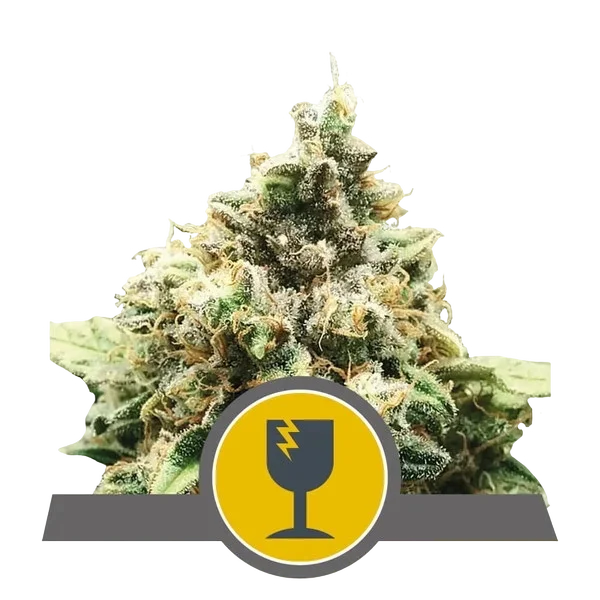 Critical – Produktansicht