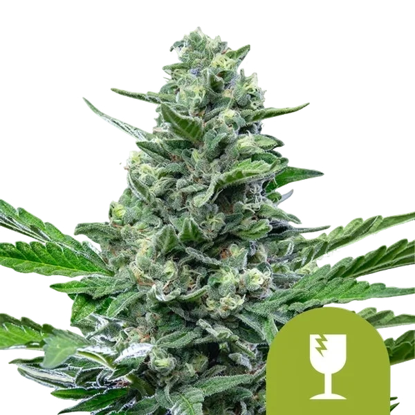 Critical Auto | AUTOFEM | Royal Queen Seeds