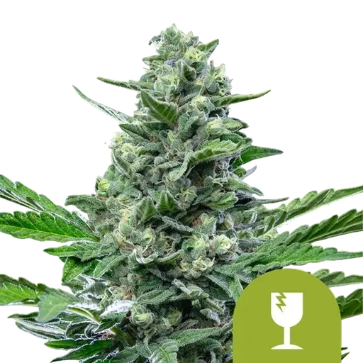 Critical Auto | AUTOFEM | Royal Queen Seeds