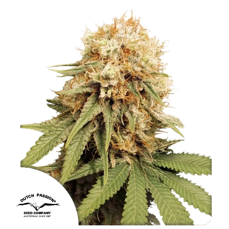 White Widow – Produktansicht
