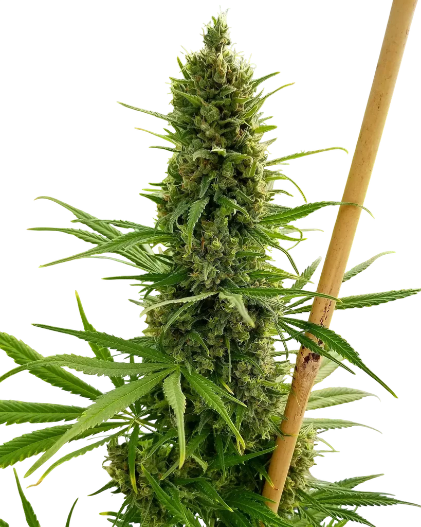 Critical Haze – Produktansicht
