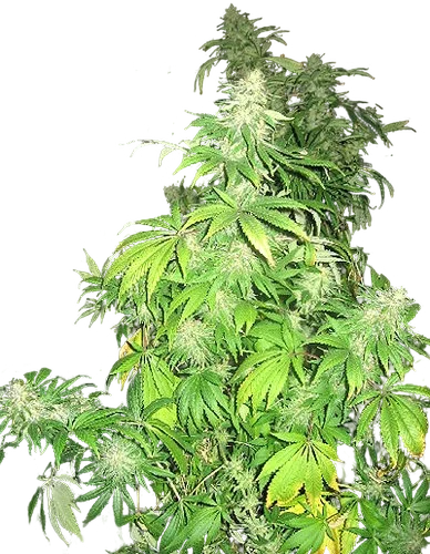 Critical Mass Mr Nice – Produktansicht