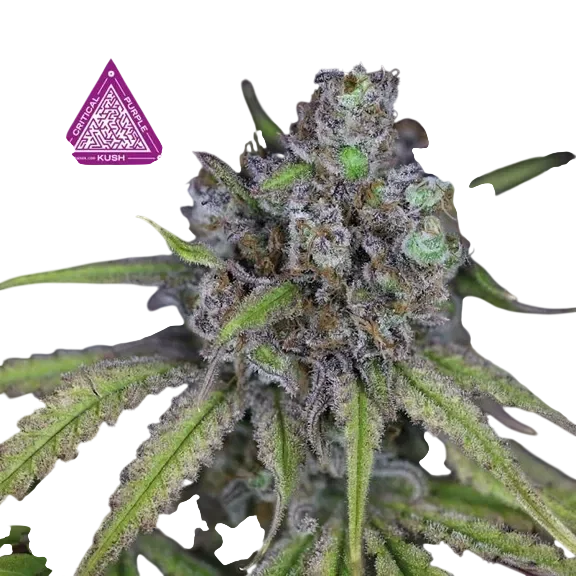 Critical Purple Kush – Produktansicht