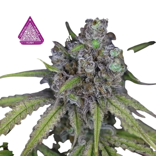 Critical Purple Kush