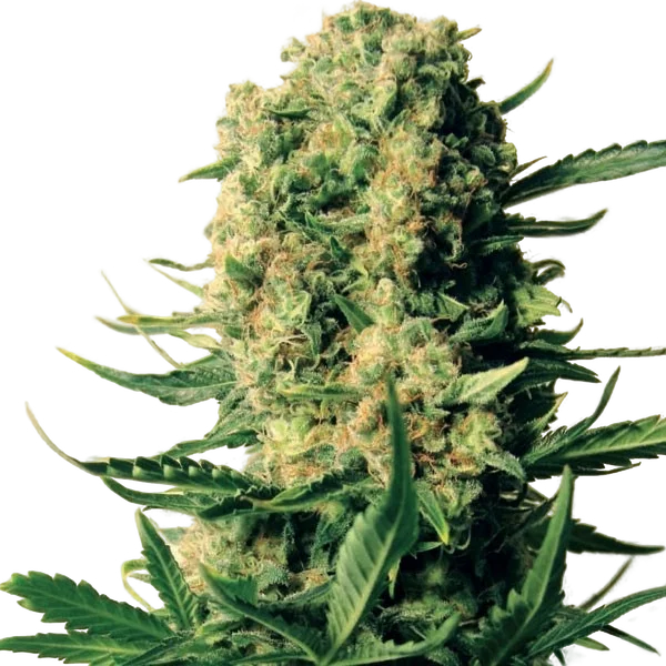Critical Skunk | PHOTOREG | Mr. Nice Seedbank