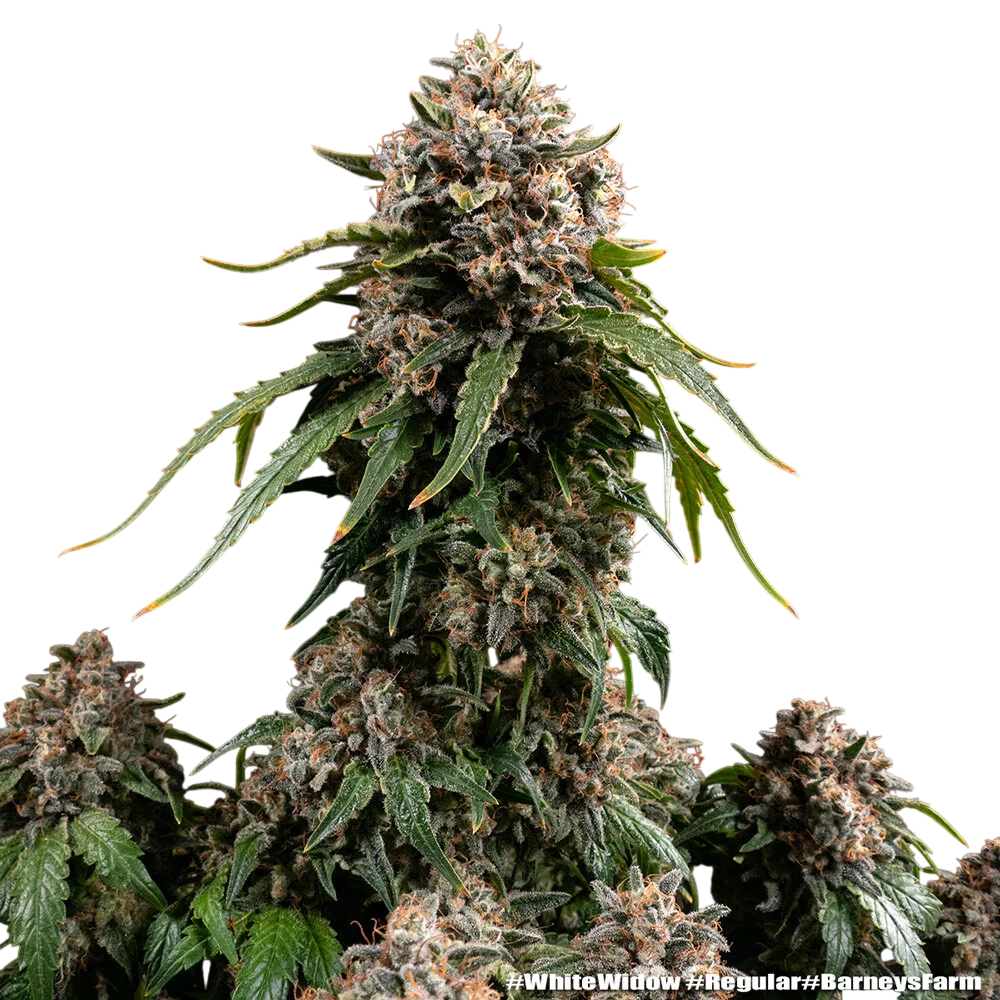 White Widow – Produktansicht