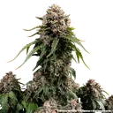 White Widow | PHOTOREG | Barneys Farm