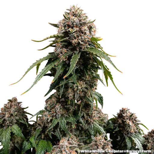 White Widow
