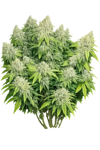Deadhead OG Auto