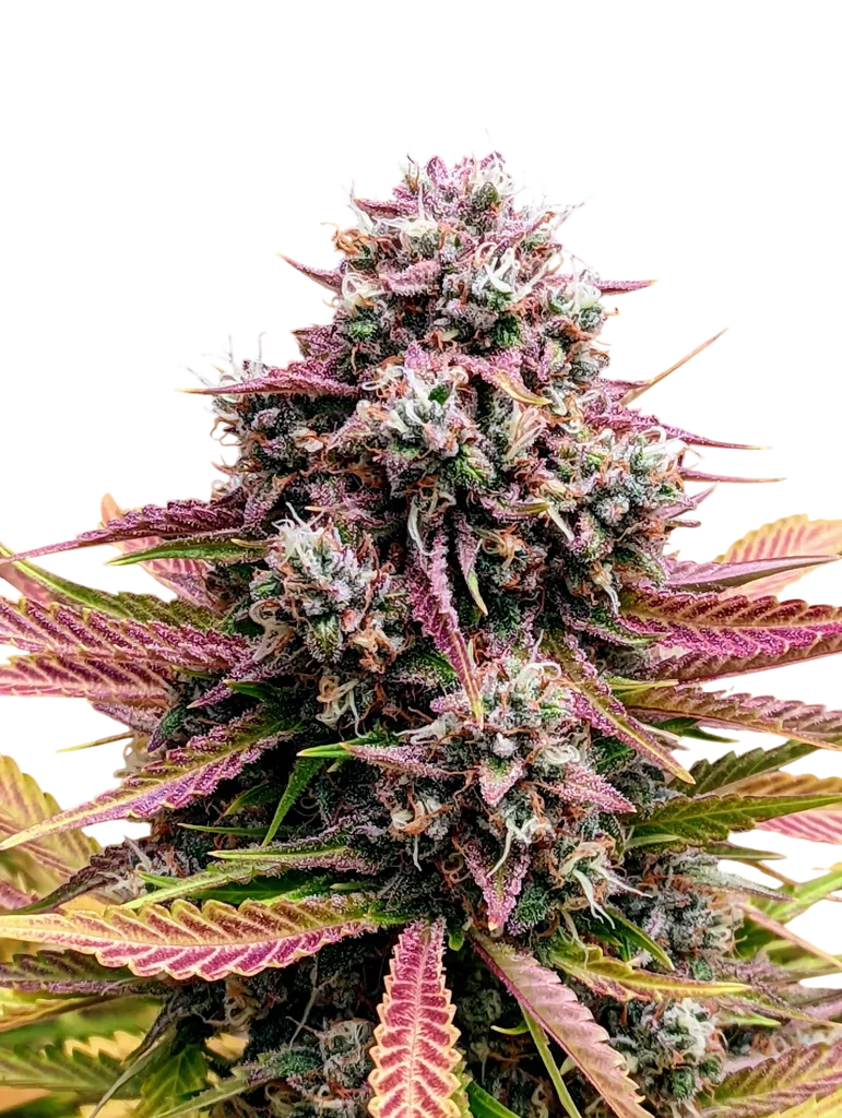 Deez Nuggs Auto | AUTOFEM | Mephisto Genetics