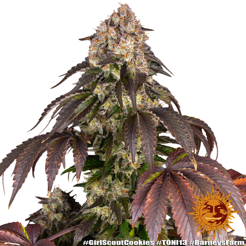 Girl Scout Cookies – Produktansicht