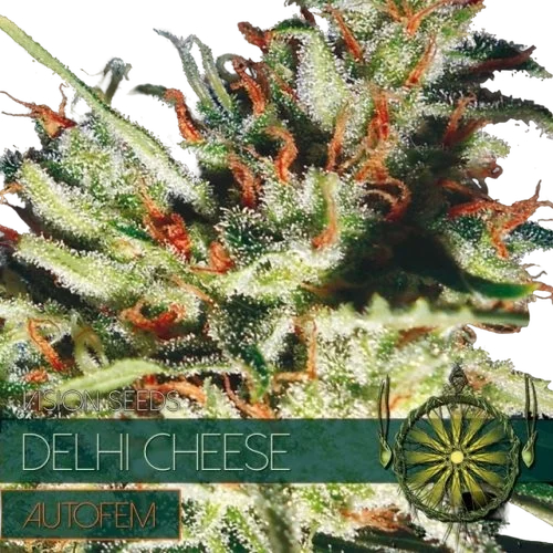 Delhi Cheese Auto