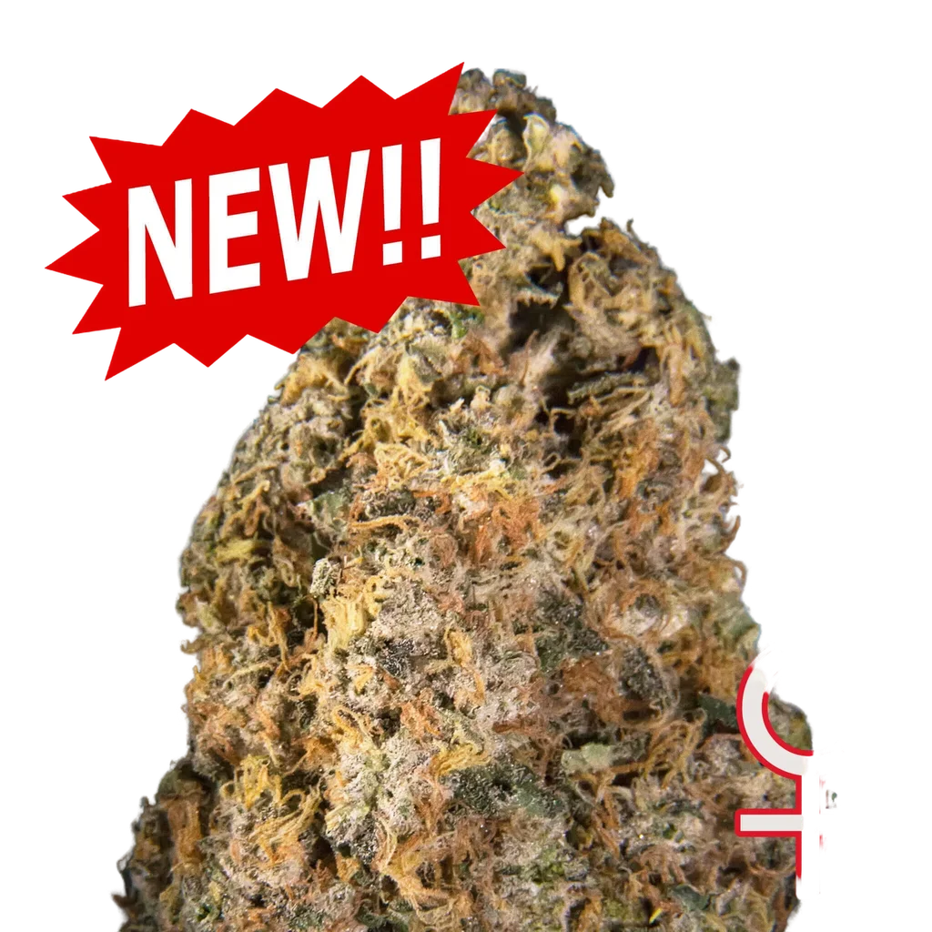Diamond Queen Kush Auto – Produktansicht