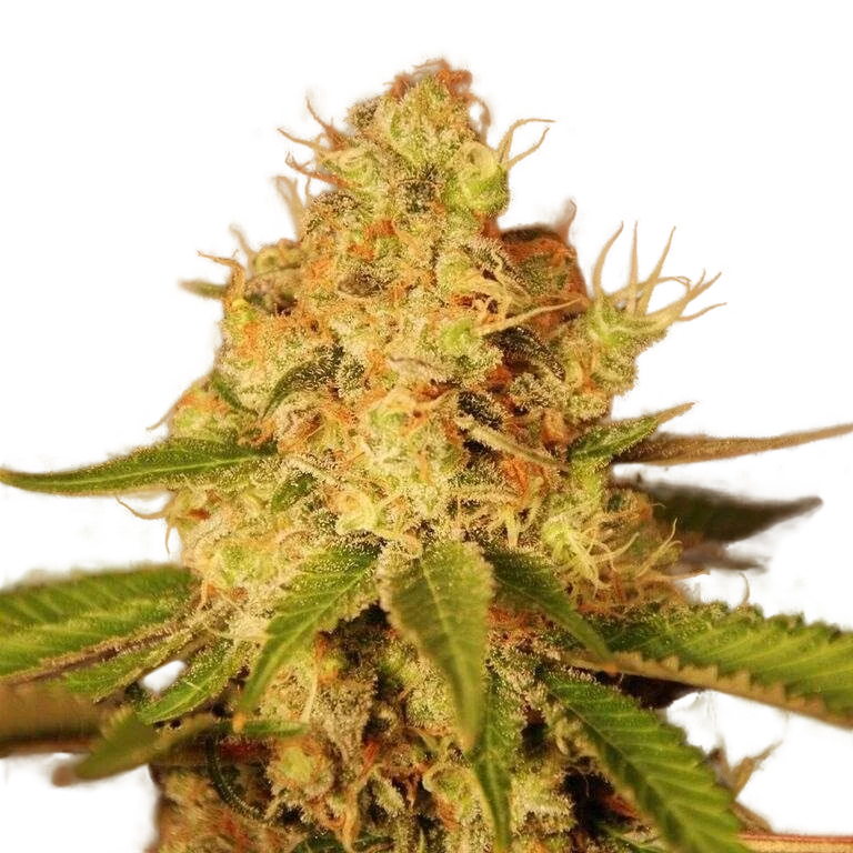 Diesel Auto | AUTOFEM | G13 Labs