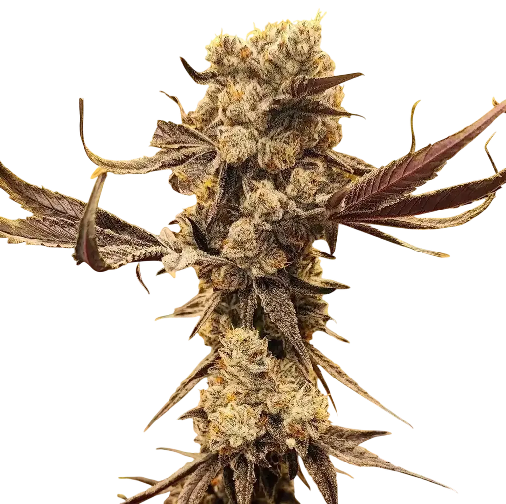 Dip N Stax RBX1 | PHOTOFEM | Ethos Genetics