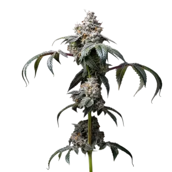 Dirty Diana – Produktansicht